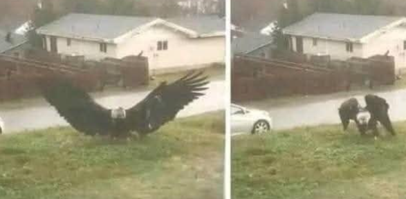 Viral Reports of a “Giant Eagle” in Texas: What We Know So Far