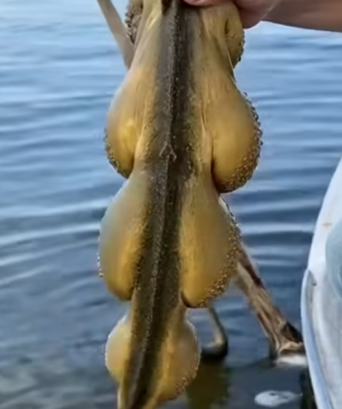 Unusual Jelly-Like “Egg Clusters” Found in Oklahoma Lakes—Experts Reveal the Surprising Truth