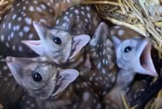 The Gang Finds Strange Spiky Creatures in a Nest – What They Really Are Will Shock You