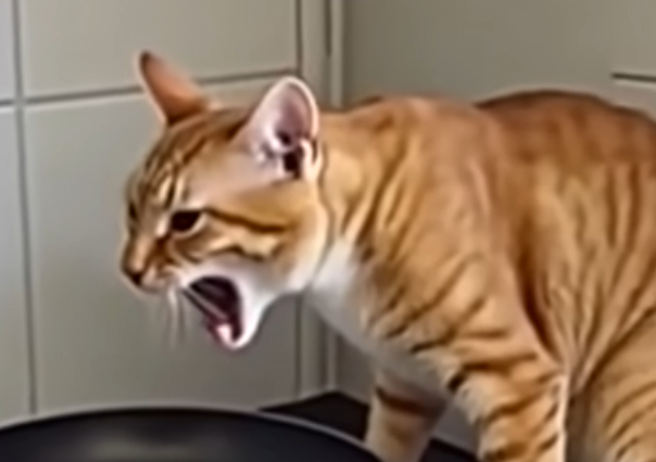 Why a Cat’s Persistent Meowing Should Never Be Ignored: A Night That Changed Everything