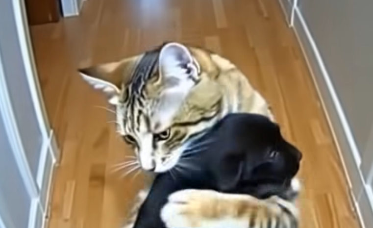 The Tale Of The Rescuing Tabby How A Cats Maternal Instinct Led To A Police Investigation