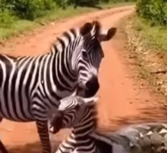 Giant Snake Attacks Zebra on Dusty Road — A Rare and Intense Wildlife Encounter