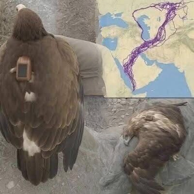Scientists Tracked an Eagle for 20 Years—What They Discovered Changed How We Understand Nature