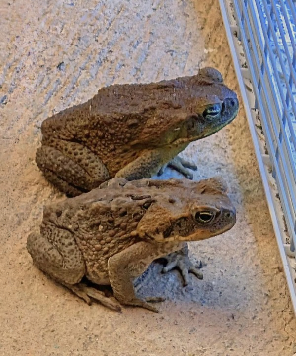 The Surprising Reasons a Toad May Enter Your Home