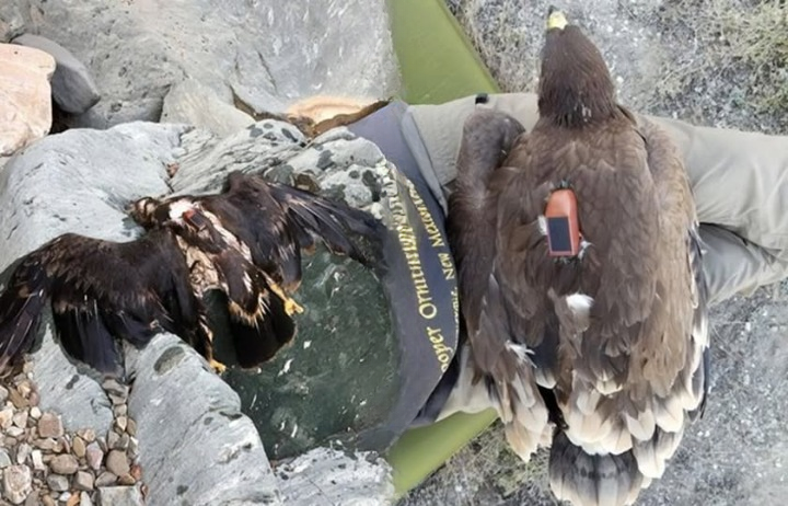 For 20 Years, Scientists Tracked a GPS-Tagged Eagle—What They Discovered Changed Everything We Know About Migration