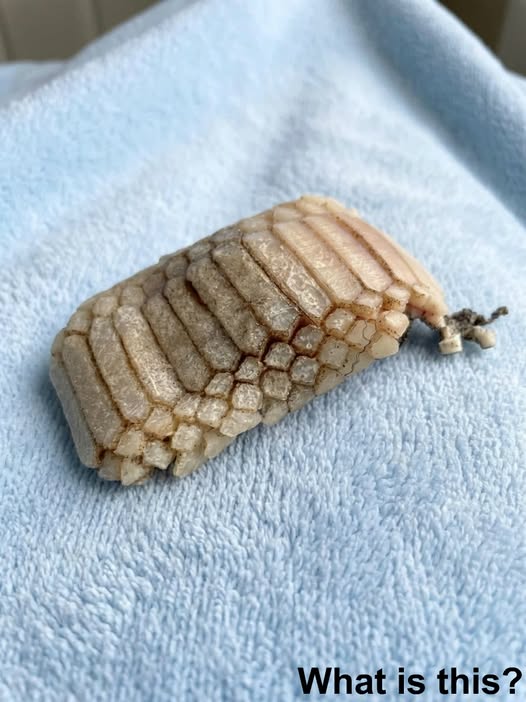 Found on the Beach: It Looked Like Part of a Creature… But the Truth Is Even More Fascinating