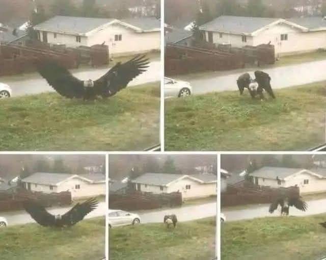 Giant Eagle Captured in Brownsville, Texas? The Truth Behind the Viral Sighting