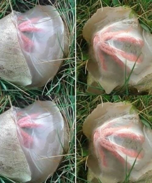 What Is It, and Why Is It Called “One of Nature’s Most Unusual Creatures”?