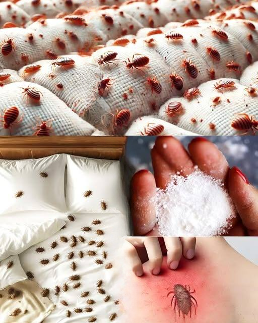 How to Eliminate Bed Bugs at Home Using Natural Methods