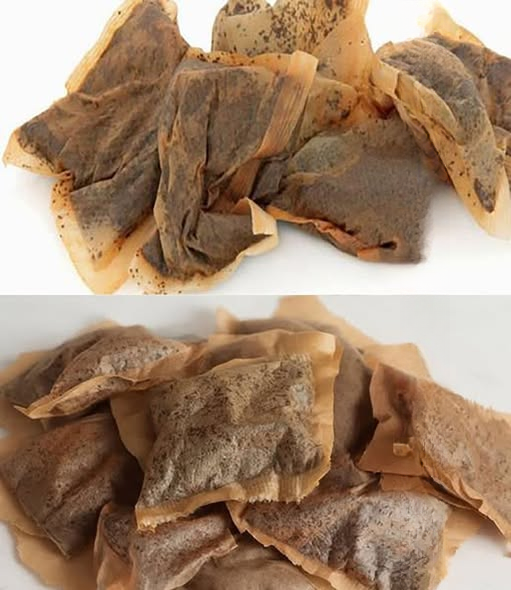 Don’t Throw Away Used Tea Bags: Simple, Practical Ways to Reuse Them at Home and in the Garden