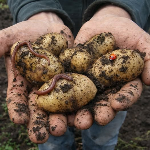 Doctors Reveal the Truth About Eating Potatoes—What You Should Really Know