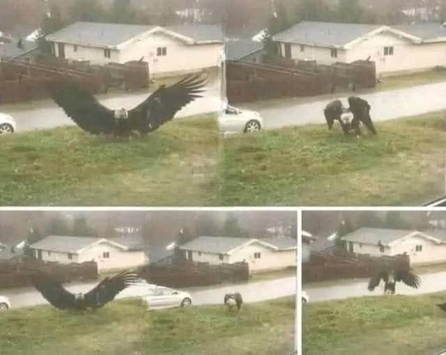 Giant Eagle Captured on Camera Leaves Onlookers Amazed
