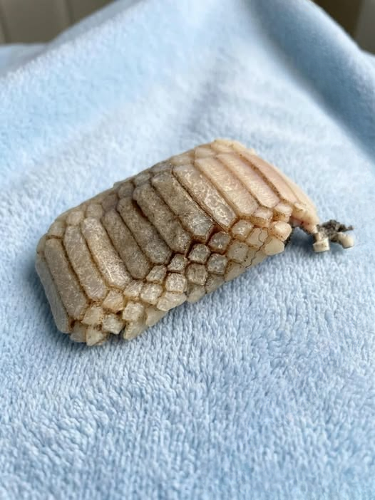 Found on the Beach: The “Creature” That Wasn’t a Monster at All