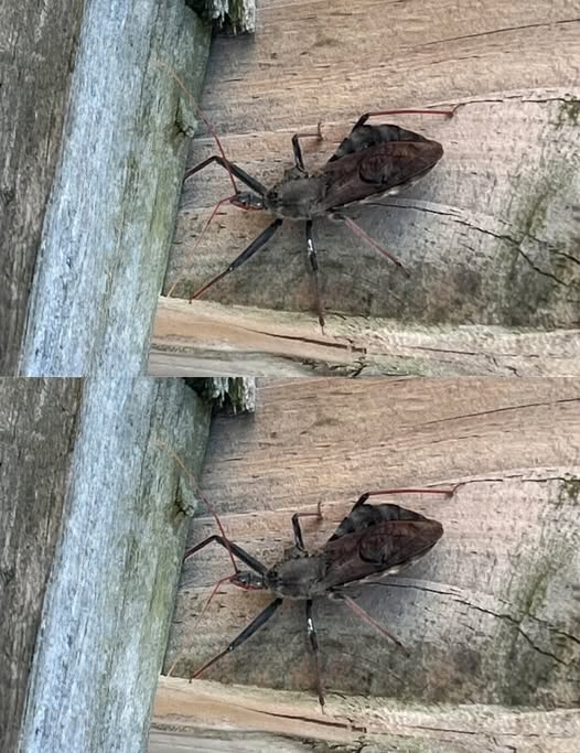 What To Do If You’re Bitten by an Assassin Bug (Kissing Bug): A Clear, Calm Guide