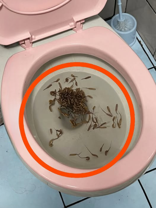 These Strange Creatures Kept Appearing in the Toilet After Rain—Here’s What They Really Are