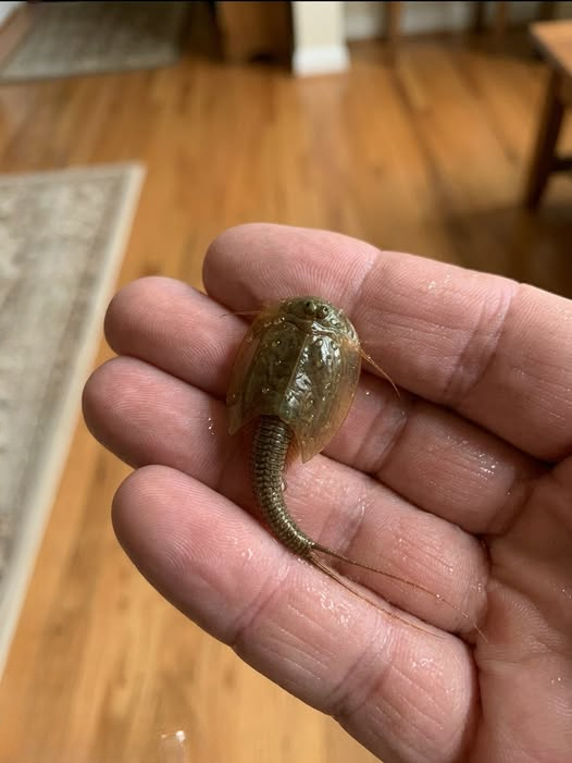 I Found This Strange Creature in a Flooded Ditch—What It Turned Out to Be Left Me Speechless