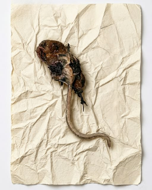 I Pulled This Out of My Puppy’s Mouth at 1:30 AM — The Truth Was Way Less Terrifying