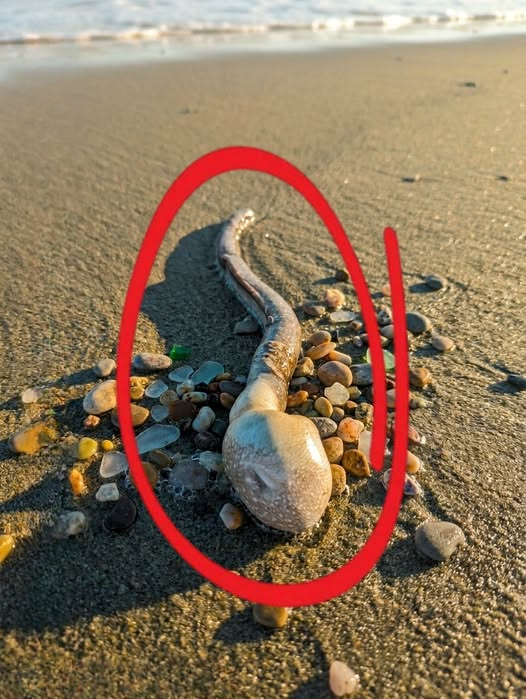 While Walking My Dog on the Beach, We Found This — and It Looked Like Something Out of a Nightmare
