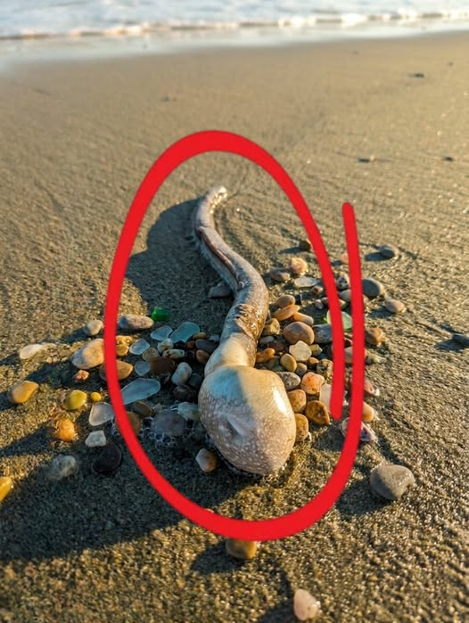 We Found Something Strange on the Beach While Walking Our Dog — The Truth Surprised Us