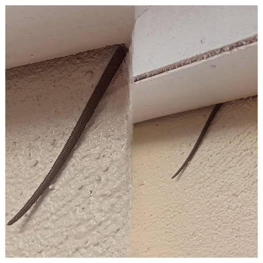 Unusual Ceiling Discovery Goes Viral — What It Turned Out to Be Shocked Everyone