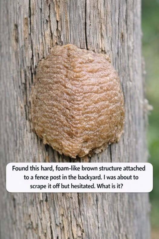 While it might look like something you should scrape away immediately