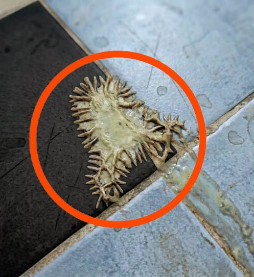 A Surprising Bathroom Discovery: What a Viral Photo Taught Us About Hidden Conditions Inside Modern Homes
