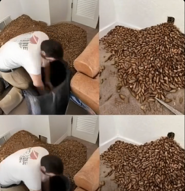 A Strange Smell Filled His Home — The Discovery Behind the Wall Explained Everything