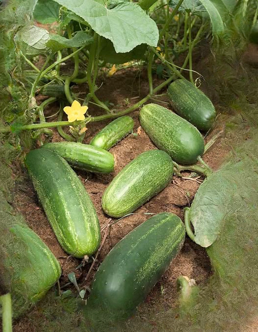 What Really Happens When You Eat Cucumbers Every Day