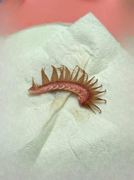 Our Dog Came Home With Something Strange in His Fur — Then We Realized What It Really Was