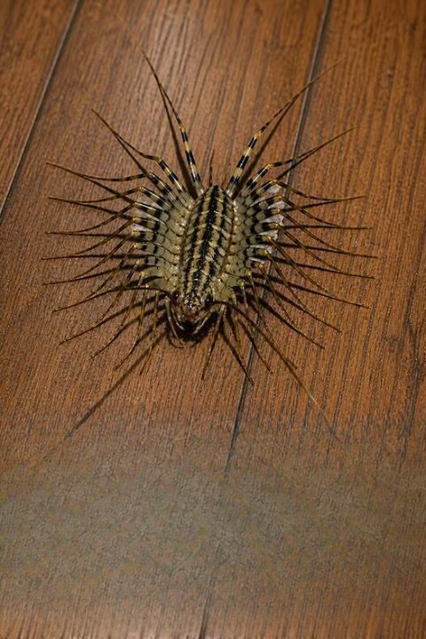 Why You Should Think Twice Before Killing a House Centipede