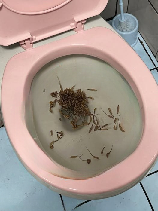Unusual Objects Appearing in the Toilet After Rain: What Could Be Causing It