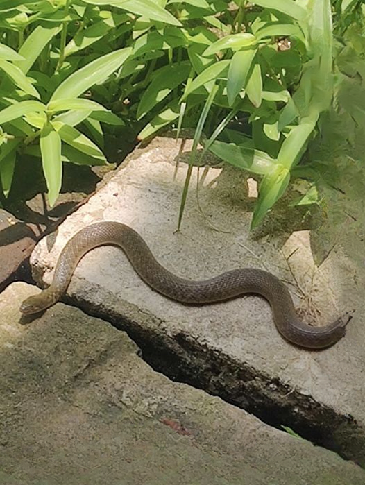 8 Easy Ways to Keep Snakes Away From Your Yard Without Using Harsh Chemicals