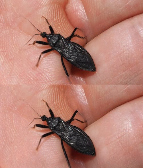 What To Do If Bitten by an Assassin Bug: Important Safety Tips Everyone Should Know