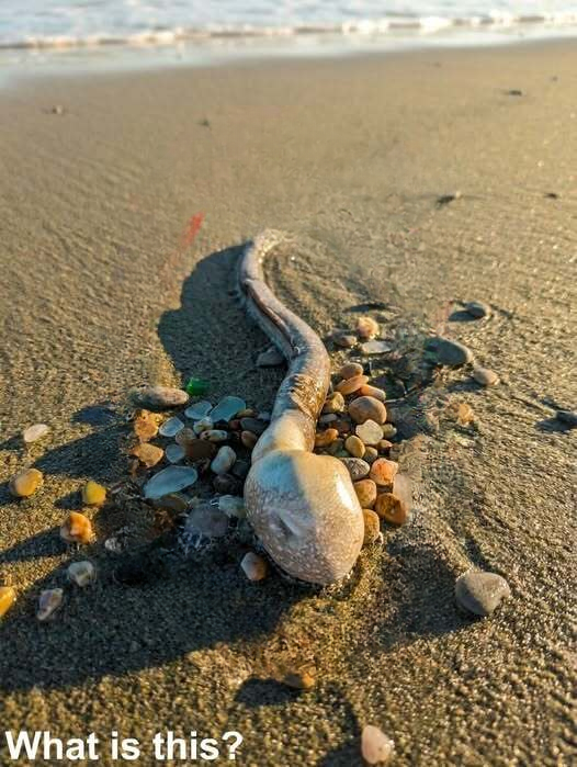 A Mysterious Beach Discovery Left Everyone Curious During a Simple Walk