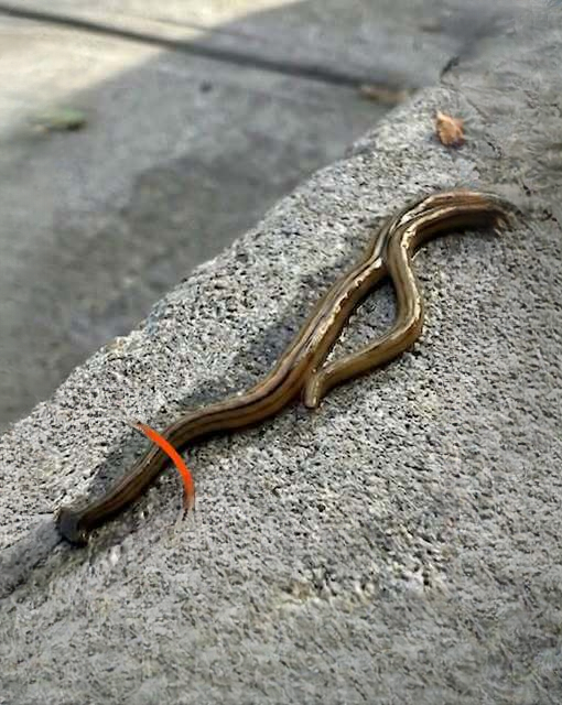 A Surprising Backyard Discovery: What I Learned After Stepping Outside One Morning