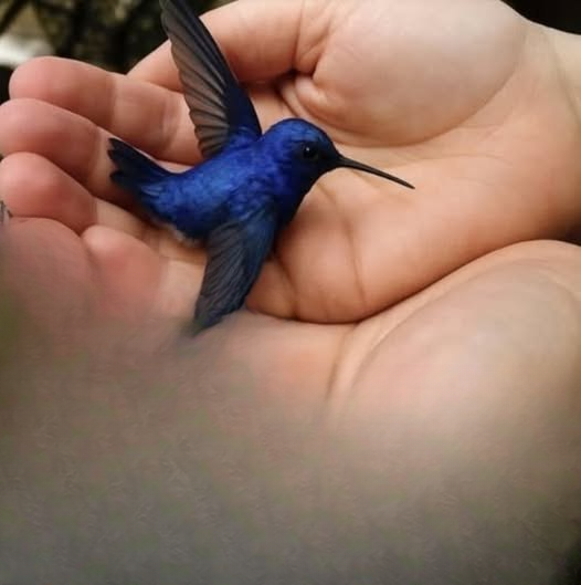 Did You Know That If a Hummingbird Comes to Your Home, It Means Something Special?