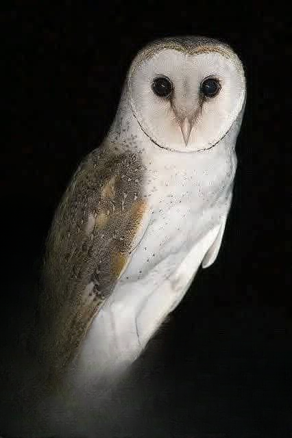 Why Owls Show Up Near Homes: Practical Reasons, Common Myths, and What You Should Know
