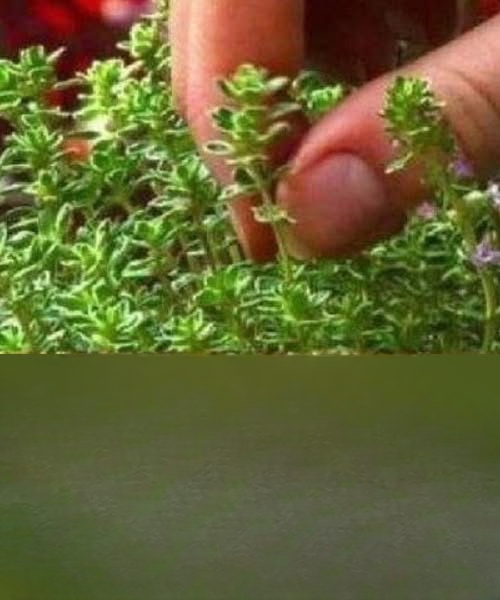 Why Thyme Is Gaining Attention as a Simple Everyday Herb for Wellness and Flavor