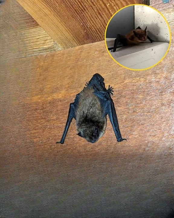 Bats in the House: What Their Visit Really Means and Why Staying Calm Matters