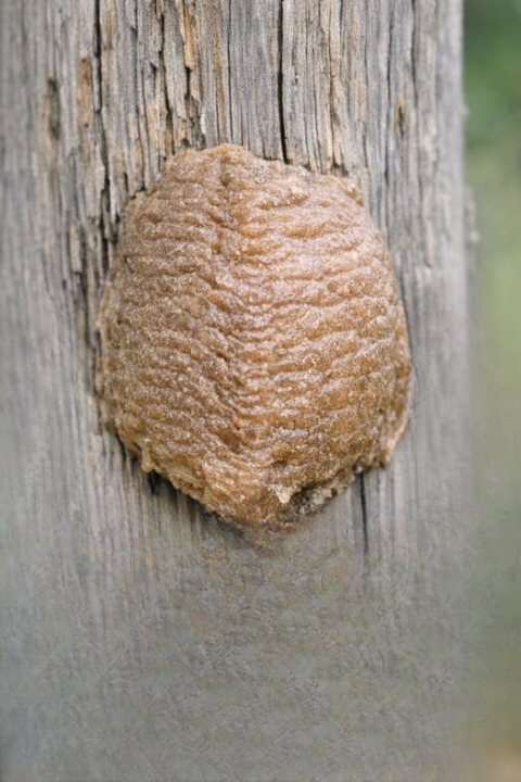 A Curious Foam-Like Growth on Your Fence: What It Really Means for Your Backyard