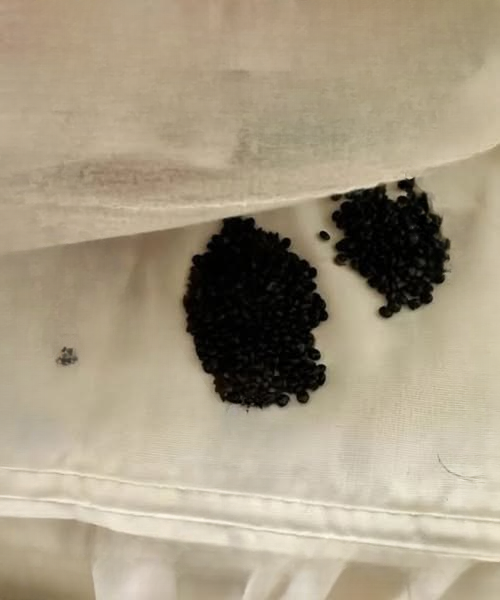 The Secret Black Grains Under My Bed: A Discovery That Turned Fear Into Understanding