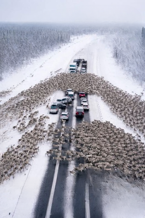 A Rare Highway Encounter Turns Into an Unforgettable Winter Lesson