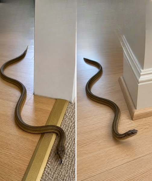 The Shocking Truth About Snakes in Your Home — And What You Should Do Right Away
