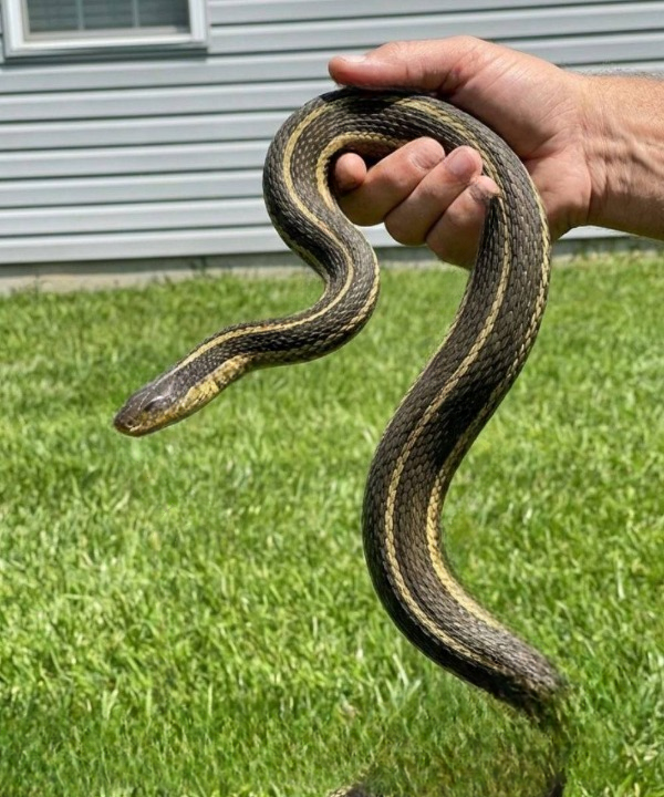 What It Really Means When You See a Snake — Important Signs Homeowners Should Never Ignore
