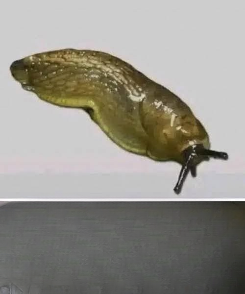 Why Slugs Visiting Your Home May Be More Important Than You Think