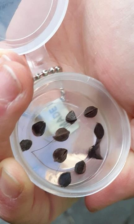 Noticed Strange “Seeds” in Your Bed? Here’s What They Actually Are