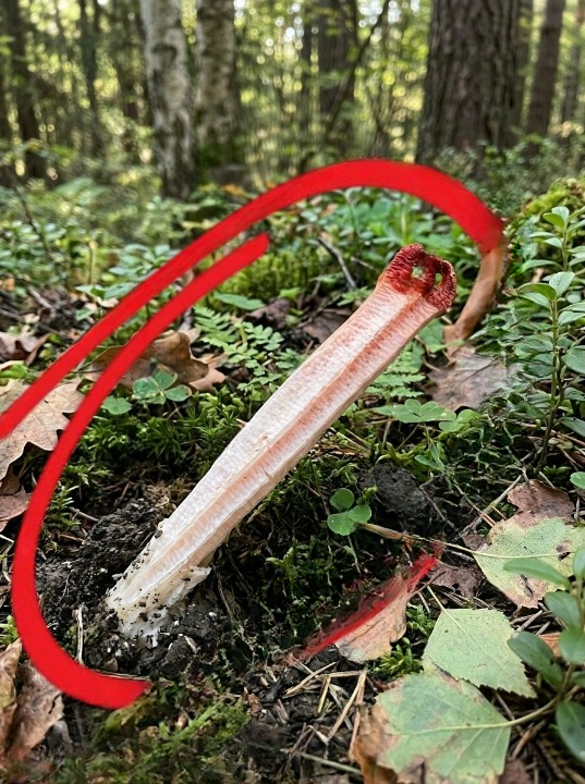 We Thought It Was Something Horrifying — The Truth Was Stranger Than We Expected