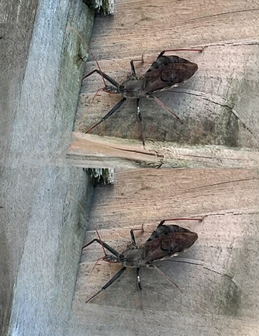What to Do If You’re Bitten by an Assassin Bug: Symptoms, Prevention, and Safety Tips