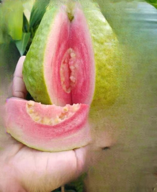 Doctors Reveal That Guava Leaf Tea Causes…