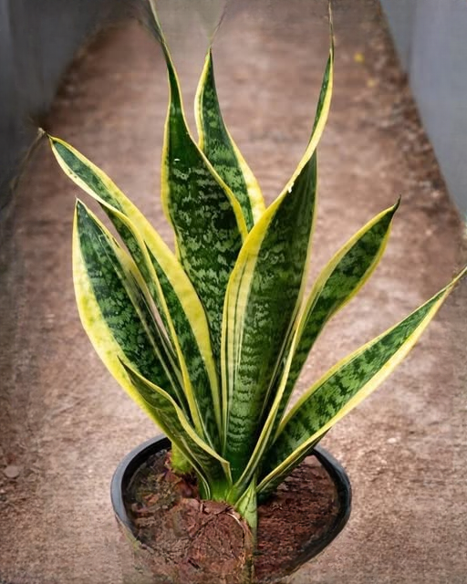 If You Have This Plant in Your Home, You May Have More Benefits Than You Realize 🌿